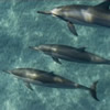 Dolphins